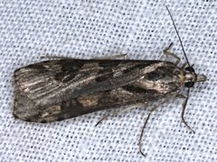 Nomophila corticalis