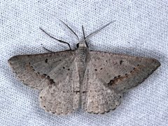 Nearcha dasyzona