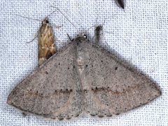 Nearcha dasyzona