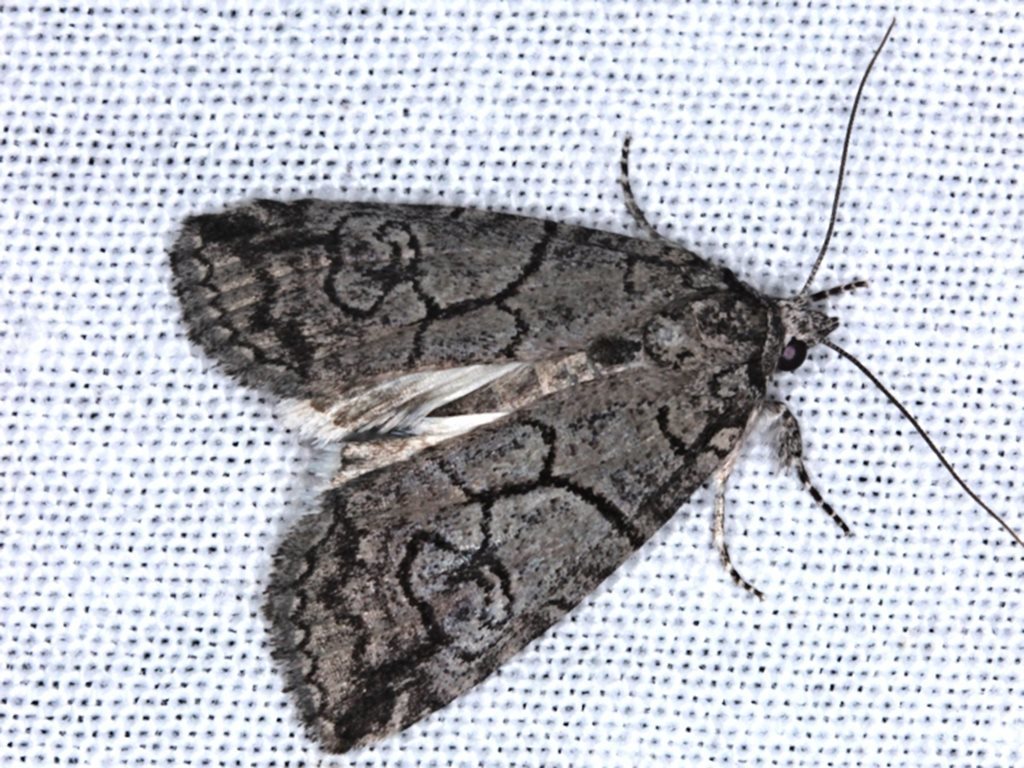 Prorocopis transversilinea