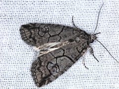 Prorocopis transversilinea