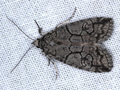 Prorocopis transversilinea