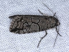 Prorocopis transversilinea