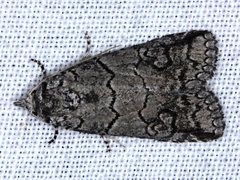 Prorocopis transversilinea