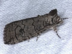 Prorocopis transversilinea