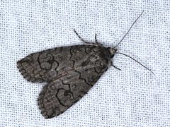 Prorocopis transversilinea