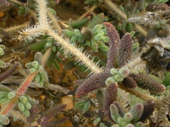 Drosanthemum hispifolium