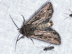 Persectania dyscrita