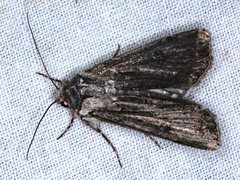 Persectania dyscrita