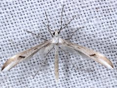 Platyptilia celidotus