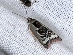 Catacometes hemiscia