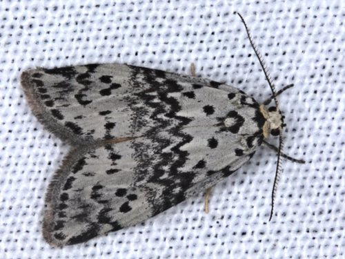 Thallarcha rhaptophora Lower, 1915