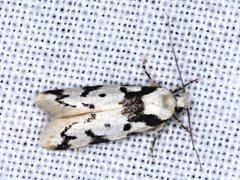 Sympoecila delotypa