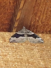 Xanthorhoe defensaria