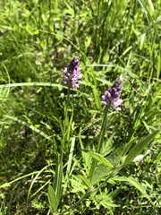 Orbexilum pedunculatum