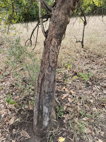 four-leaved bushwillow