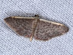 Idaea costaria