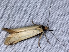 Philobota protecta