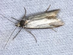 Philobota protecta