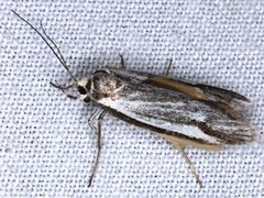 Philobota protecta