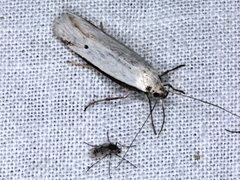 Philobota protecta