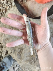 Lizard Gudgeon photo 3