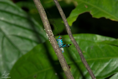 Lipotactes vietnamicus