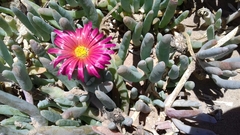 Disphyma crassifolium