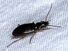 Notagonum