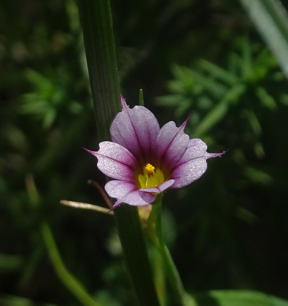 Rhizilineum