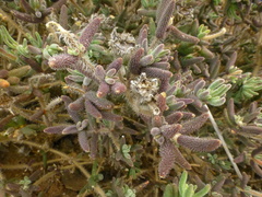 Drosanthemum hispifolium