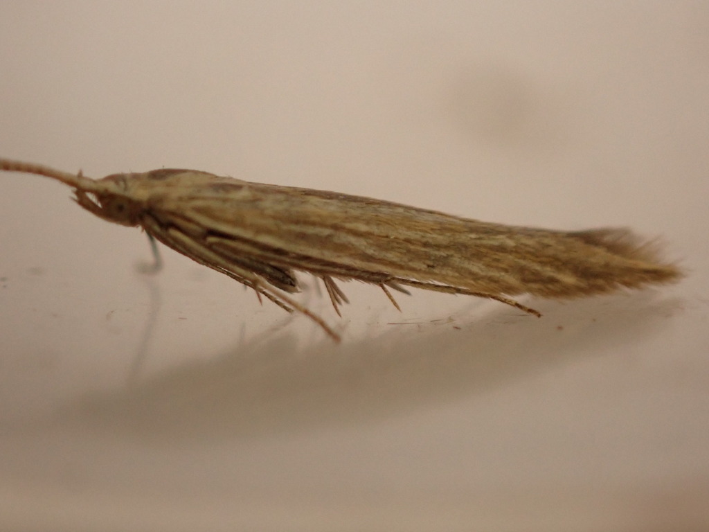 pale thistle case-bearer