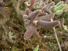 Drosanthemum hispifolium