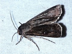 Persectania dyscrita