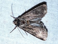 Persectania dyscrita