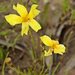 Mallee Goodenia - Photo (c) Ken Harris EntSocVic, some rights reserved (CC BY-NC), uploaded by Ken Harris EntSocVic