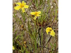 Goodenia fascicularis