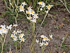 Rhodanthe corymbiflora