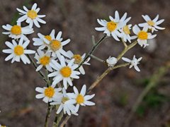 Rhodanthe corymbiflora