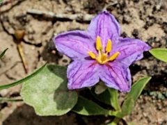 Solanum esuriale