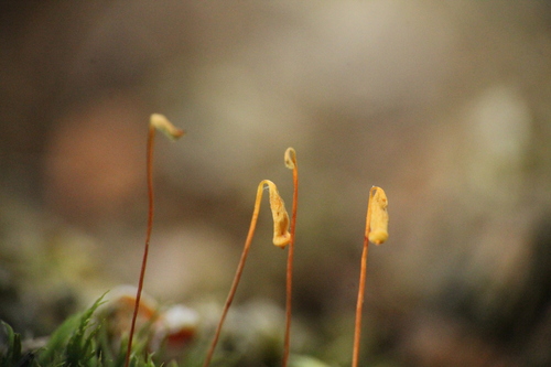 Image of Pohlia nutans by no rights reserved