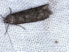 Ericrypsina chorodoxa