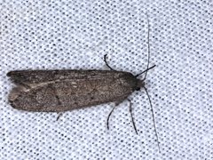 Ericrypsina chorodoxa