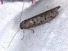 Ericrypsina chorodoxa