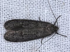 Ericrypsina chorodoxa