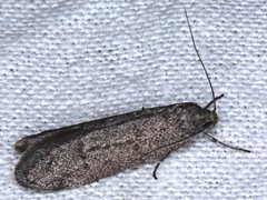 Ericrypsina chorodoxa