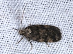 Barea subviridella