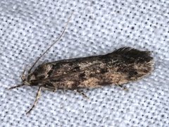 Barea subviridella