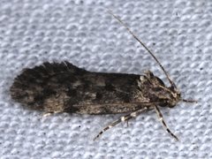 Barea subviridella