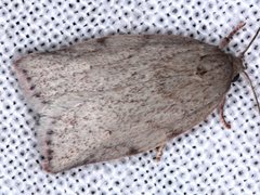Euchaetis inceptella